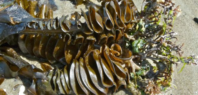 Undaria Seaweed, Wakame, Japanese Seaweed, Japanese Kelp. Undaria pinnatifida. Photo 67810370, (c) Steve Kerr, some rights reserved (CC BY) https://www.inaturalist.org/photos/67810370