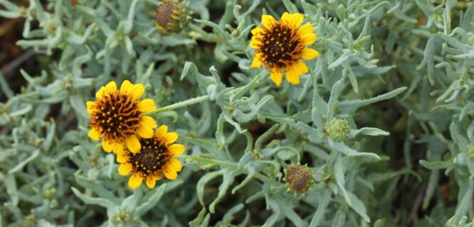 Texas Blueweed, Blueweed Sunflower, Yerba Parda. Helianthus ciliaris. Photo 87551092, (c) jrcagle, some rights reserved (CC BY)