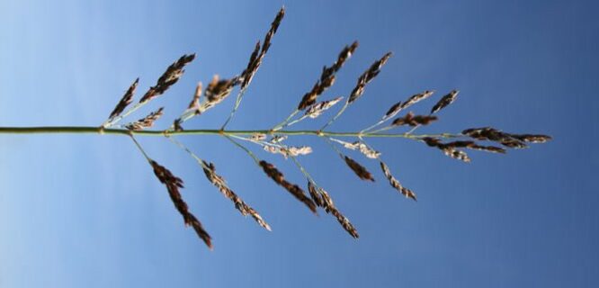 Silk forage sorghum (Sorghum species hybrid cultivar 