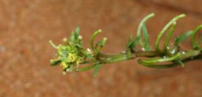 Sisymbrium runcinatum. Photo credit M. Fagg