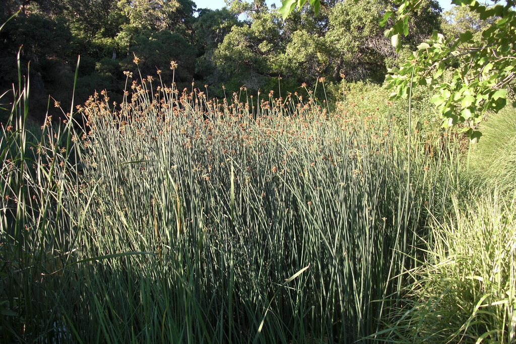 Spiny Rush Sharp Rush Sharp pointed Rush Cultivation Rush Weeds 