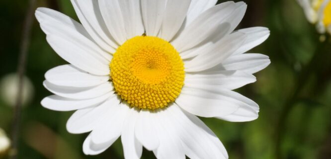 ox-eye daisy
