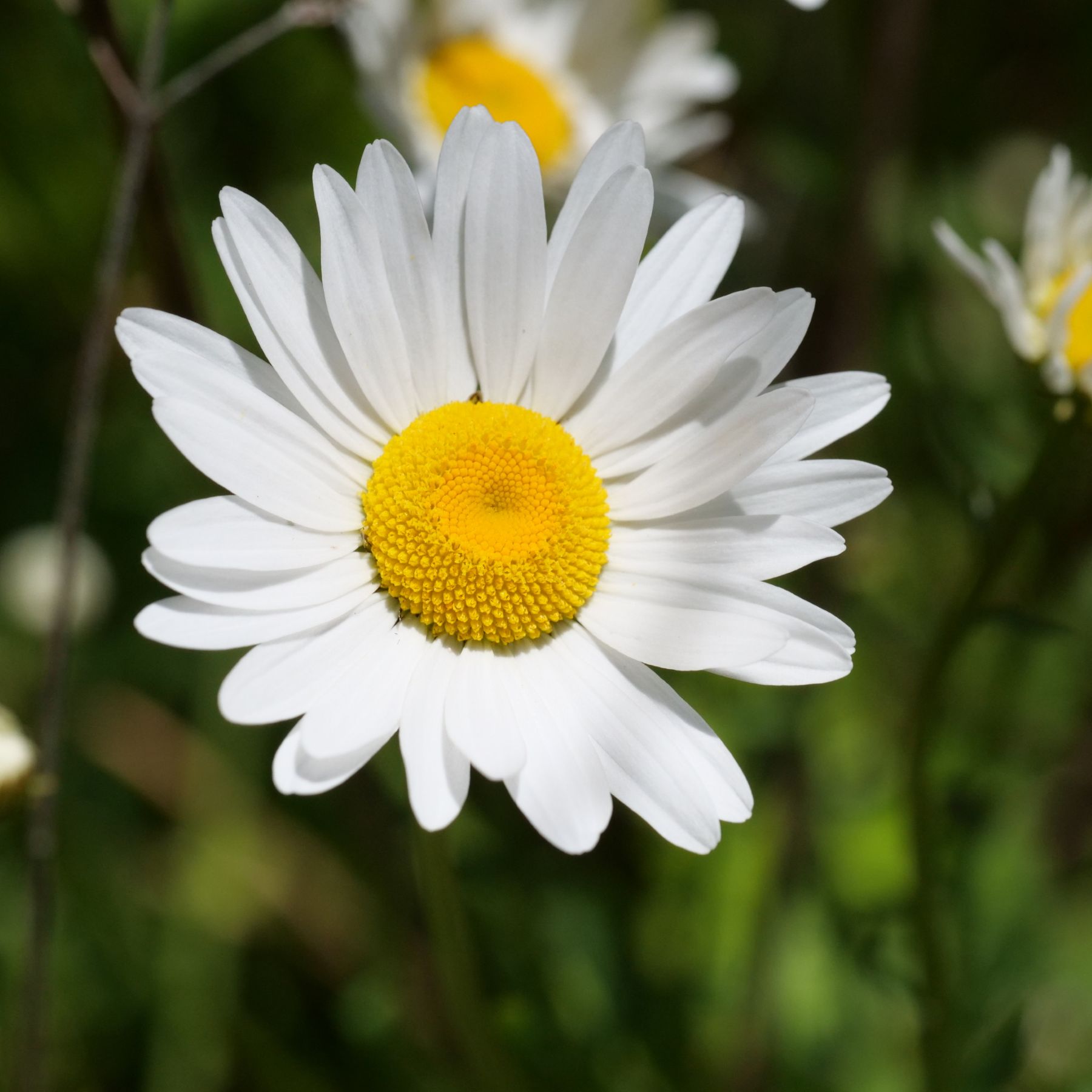 Ox-eyed Daisy, Ox-eye Daisy